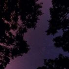 Árbol