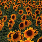 sunflowerss