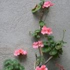 l-adela-du-anna