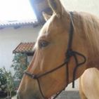 giancarlo-bussone