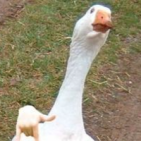 anna-pedata
