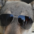 harrenthewolf