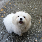 m-ludovica