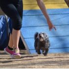 patrihund