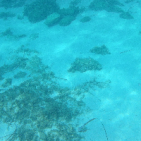l.restecatta