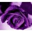 flor_de_maria7669-avatar
