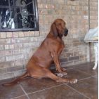 chuchuy-chocochuy