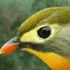 xamaj