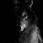 lonelevi-whitewolf