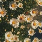 abril-neira