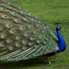 luis-morales-gu
