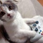 cat-games