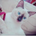 carmen-arocutipa