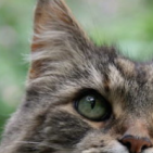 LeoPolder