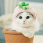 wavynurul