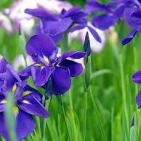 iris-vaid