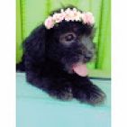 shirly-espinoza