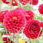dalia-belghannou