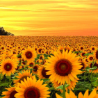 sunflower.e