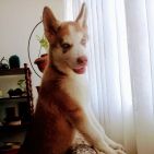 Percival-Hacha-2