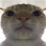 537890_uwu-avatar