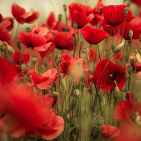 papaver-18