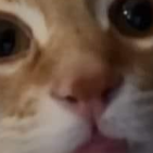 MJVA.