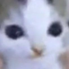 clara-mattarazzo