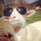 nofear-the-goat