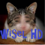 wisel-hd-avatar