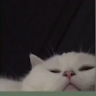 bigbambieyes