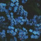 stellaalt05