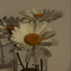 _lisabb_