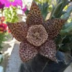nayeli-paxi