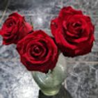 silvi-mares