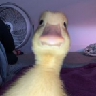 Patito-123