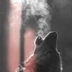 fire-wolf-1