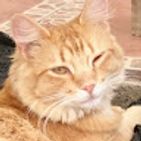 neko-kike