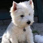 nose_0605