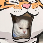 elle-kwon