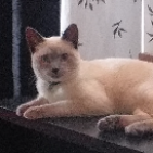 Fofinha00