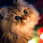 eevee-cat
