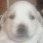 roy-morales-4