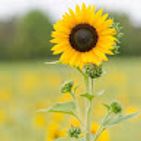 flor-ecasas