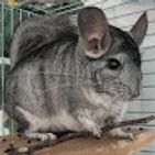 larisa-19