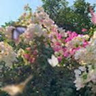 jasmin-al-zuhiri