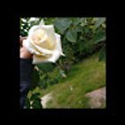 gemma-29