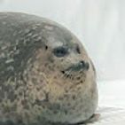la-foca
