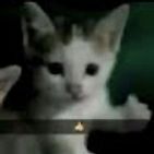 priscilla-xd