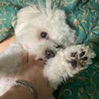 coco-casaburi